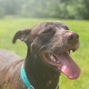 Meet your Posher, Asher